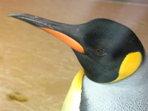 キングペンギン画像３