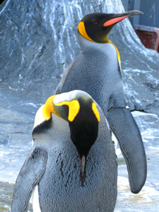 キングペンギン画像１