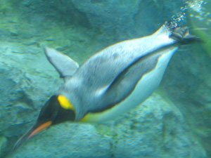 キングペンギン画像２