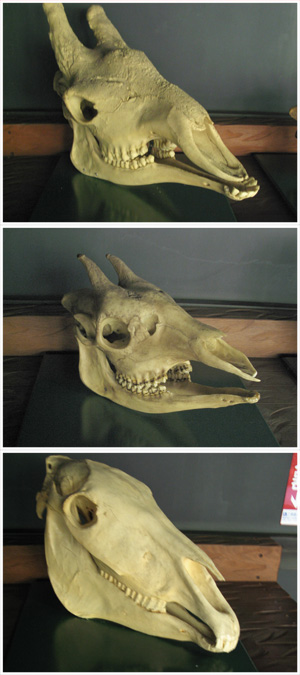 キリン、オカピ、シマウマの頭の骨画像