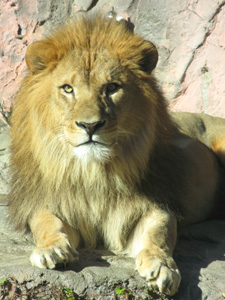ライオン画像１