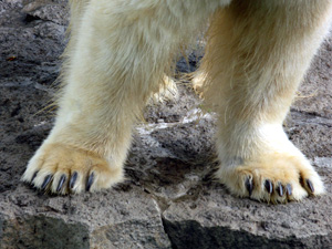 ホッキョクグマの爪の画像